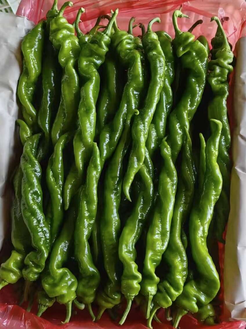 壽光新鮮上市全品類尖椒 螺絲椒 紅泡椒  量大貨優(yōu) 產(chǎn)地直發(fā)