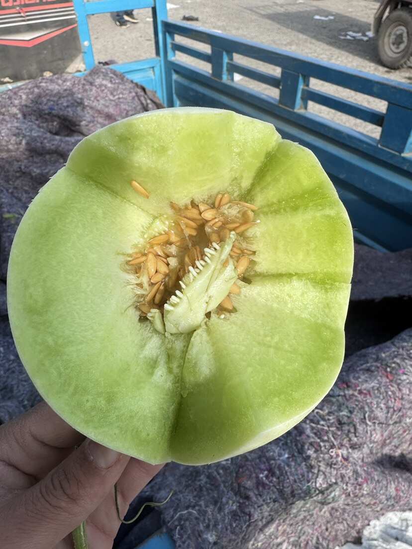 山东玉菇甜瓜，冰淇淋玉菇，软糯香甜，大量上市，对接电商团购