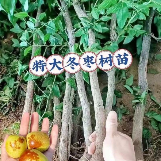 枣树苗各种枣树需要的老板联系了