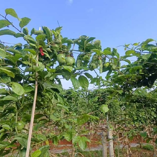 钦蜜9号百香果 一天可以供应二十万斤