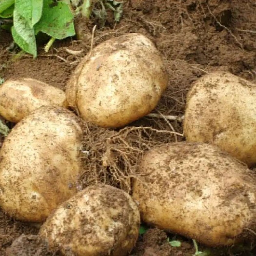 巫溪土豆现挖重庆新鲜洋芋10斤当季蔬菜整箱马铃薯洋芋