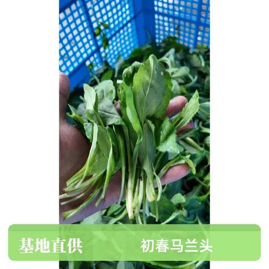 南通精品马兰头 马兰头批发