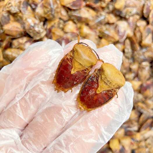 广州现货）九香虫，冷冻品，去翅去壳，大黄九香虫，打屁虫，臭屁虫