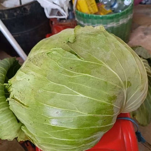 翁源县包菜