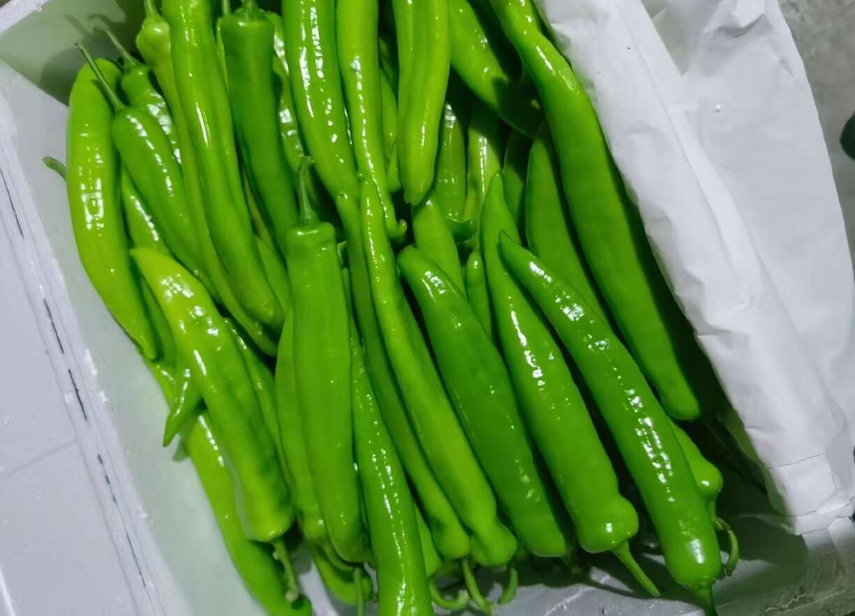 壽光新鮮上市全品類尖椒 螺絲椒 紅泡椒  量大貨優(yōu) 產(chǎn)地直發(fā)