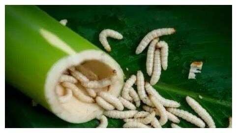 南宁竹虫