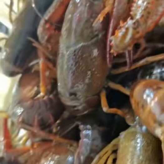潜江市大量小龙虾出售。各种规格。自己1000亩塘口