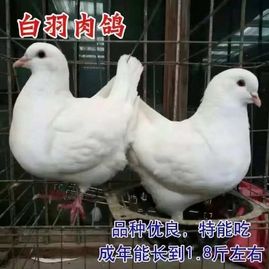 中阳县散养纯种欧洲米玛斯双肌鸽种鸽青年鸽活的一对成年鸽子一年