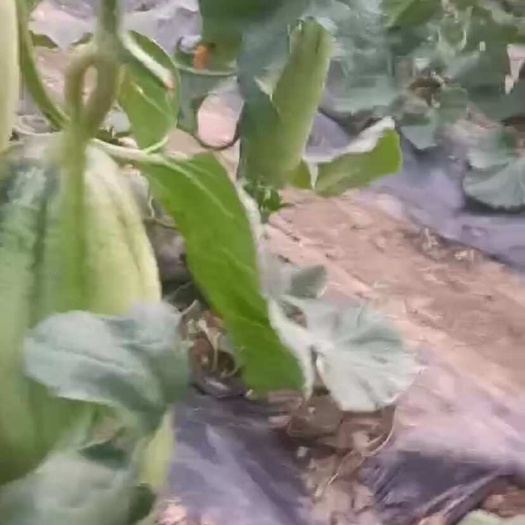 新鲜羊角蜜甜瓜 当季采摘自然成熟 香甜脆爽 第一茬