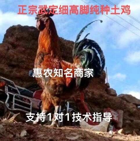 昆明云南武定土鸡苗  疫苗齐全  基地直供