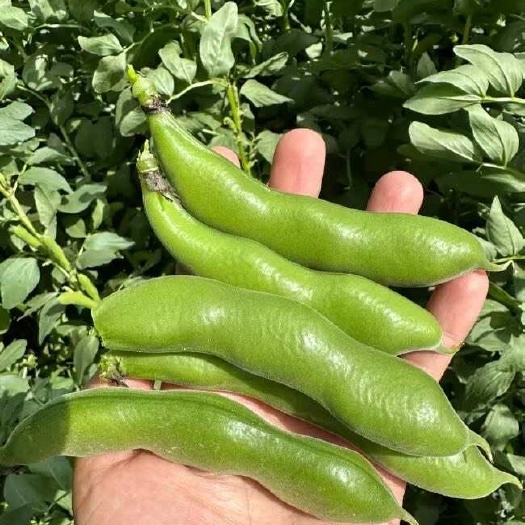 蚕豆，豌豆出售量大价优