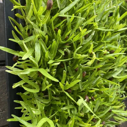 空心菜苗，只喝水长大的芽苗菜（量大价优