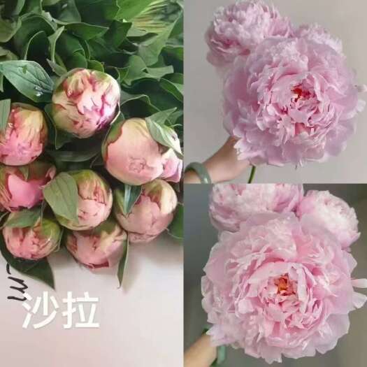 芍药鲜切花
