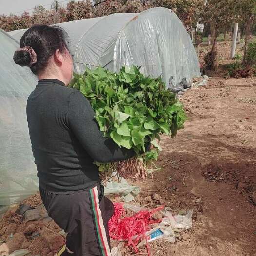 禹州市商薯19红薯苗