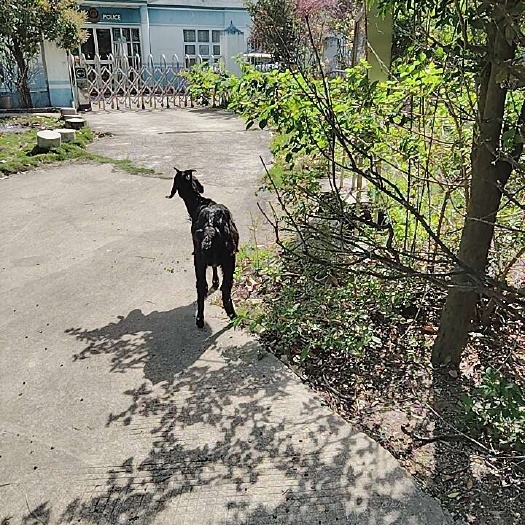 东莞市羊