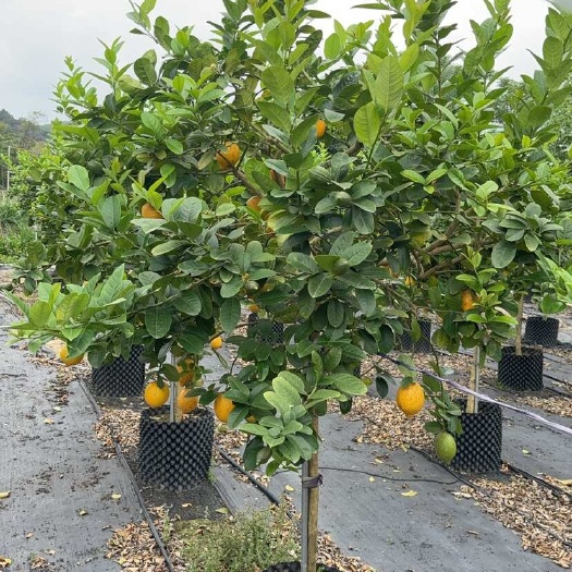 鹤山市广东香水柠檬苗基地直供健康茁壮易种植