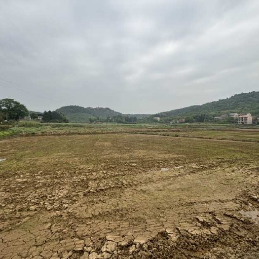 衡阳水稻田10月出来看上的老板可以预定