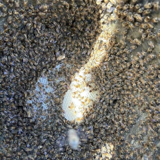 费县中蜂群，临沂地区仅限自提