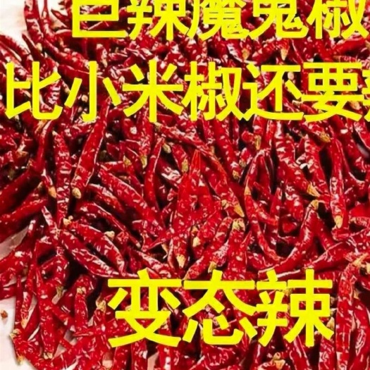 商水县朝天椒