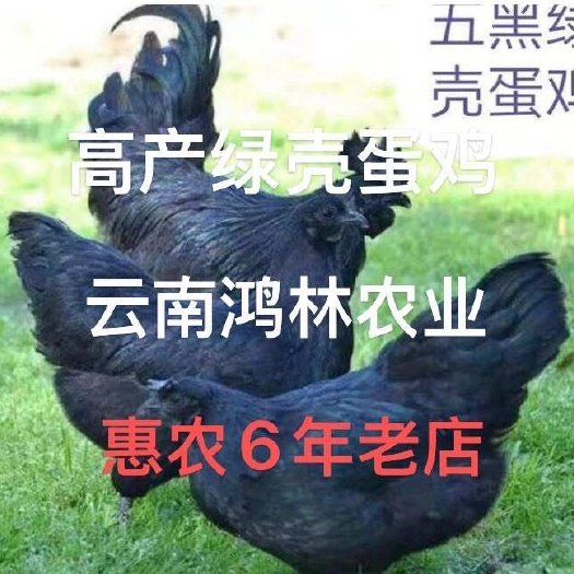 昆明云南五黑绿壳蛋鸡苗  疫苗齐全  提供技术支持