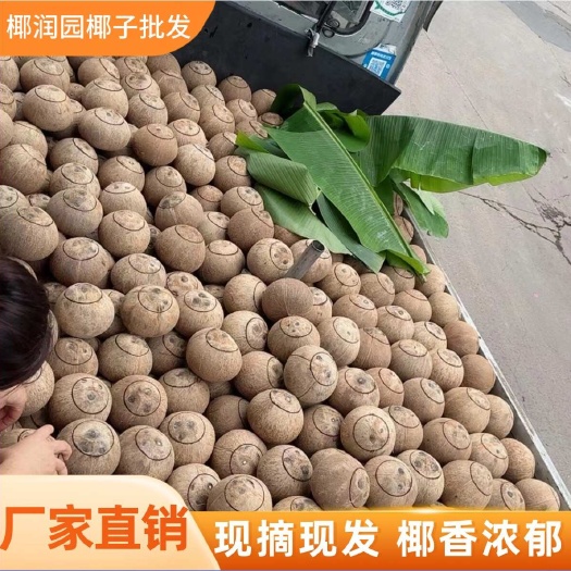 越南老椰子、开口老椰炖汤、甜品适用。椰果新鲜，货源充足。