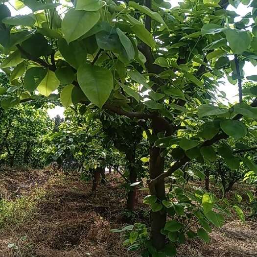 酥梨树九年树龄。