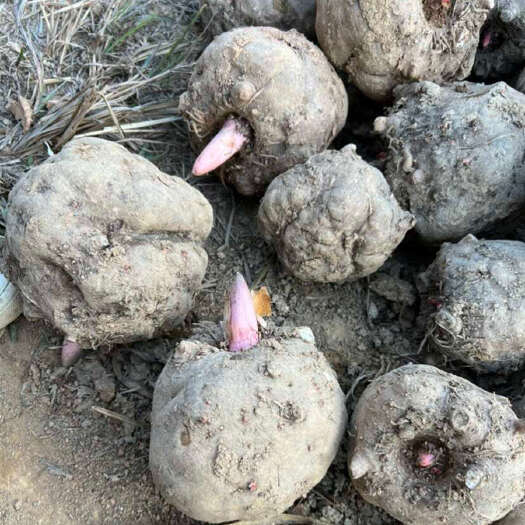 巫溪重庆巫溪花魔芋专业种植户大量新鲜魔芋批发 零售