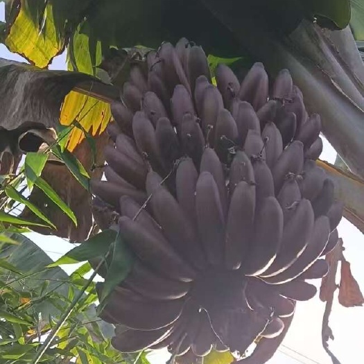 红香蕉