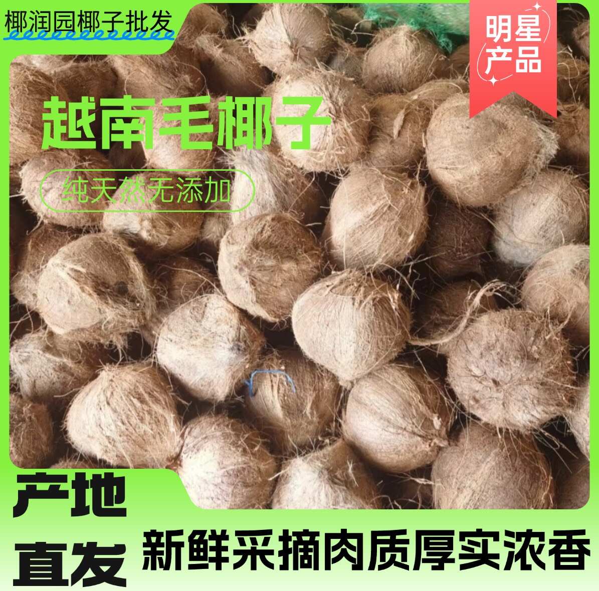 越南毛椰、老椰子，椰果新鲜货源充足。