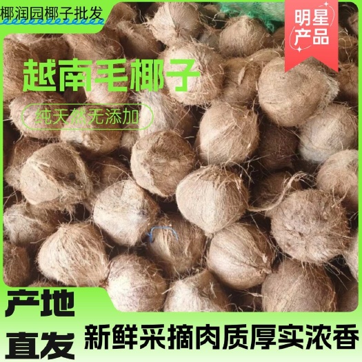 越南毛椰、老椰子，椰果新鲜货源充足。