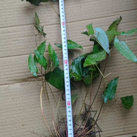 奉节重庆奉节优质箭叶淫羊藿种苗直销