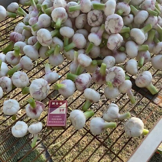 周口周口早熟蒜已大量上市 需要的请联系
