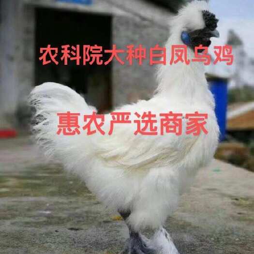 乌骨鸡苗  云南农科院白凤大苗疫苗齐全  肉质鲜美