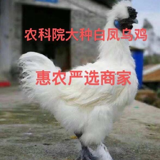 昆明乌骨鸡苗  云南农科院白凤大苗疫苗齐全  肉质鲜美