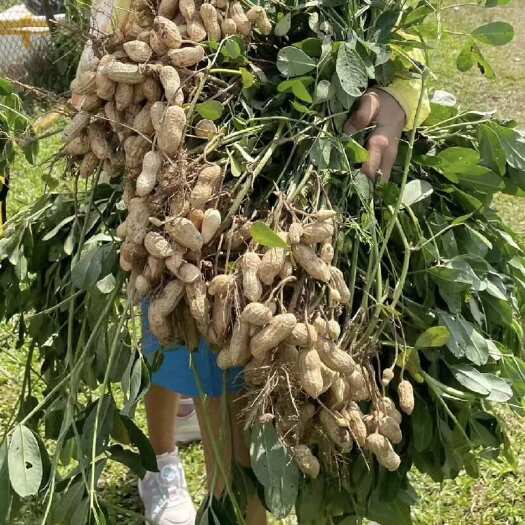 开封河南开封祥符区白沙鲜花生整车发货产地直供