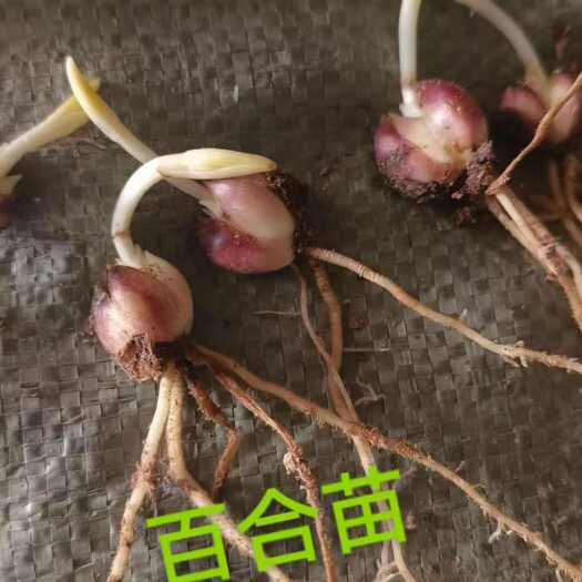胶州市百合种球，药食同源百合苗，甜百合，