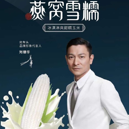 燕窝雪糯玉米 黑玉米种子 巧克力水果玉米种子 天王代言