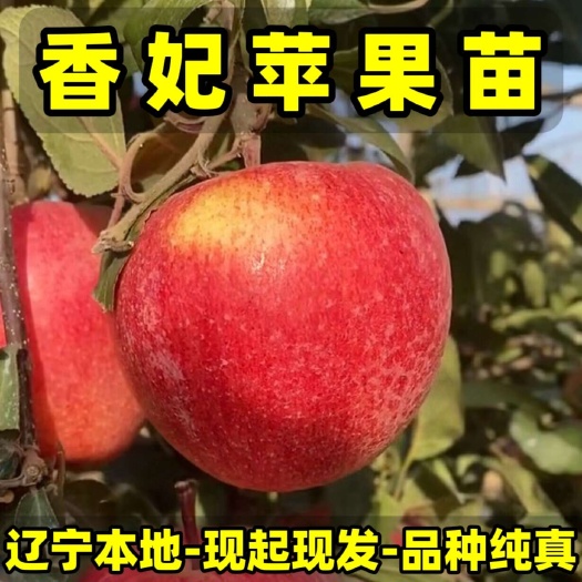 正品香妃苹果苗 品种纯真 基地现起现发 成活率高 提供技术