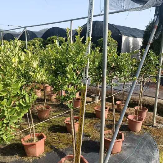 中山市广东优质网红香水柠檬盆栽基地直供
