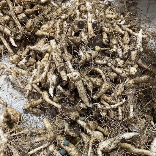烟台鸡头黄精山东烟台昆嵛山鸡头黄精纯品