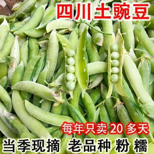 四川成都新鲜豌豆荚 当日采摘现发货 产地直供