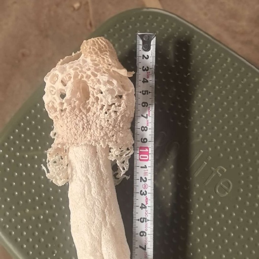 长顺县贵州竹荪自产自销一手货源