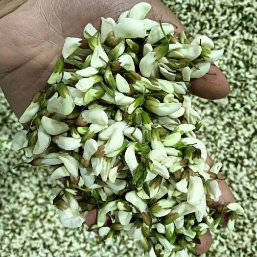 甘肃陇南槐花