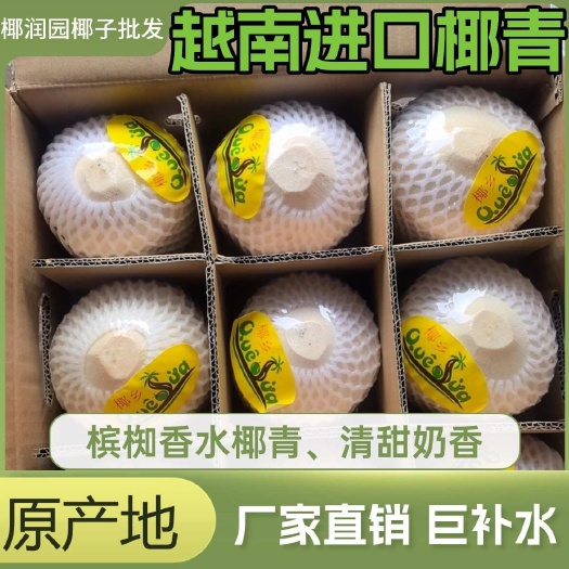 越南香水椰青、奶香浓郁、货源充足，源头供应