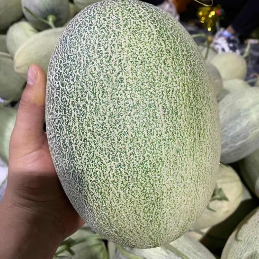 乐东县海南乐东新鲜西州蜜哈密瓜 瓜果香甜口感好 当日采摘发货