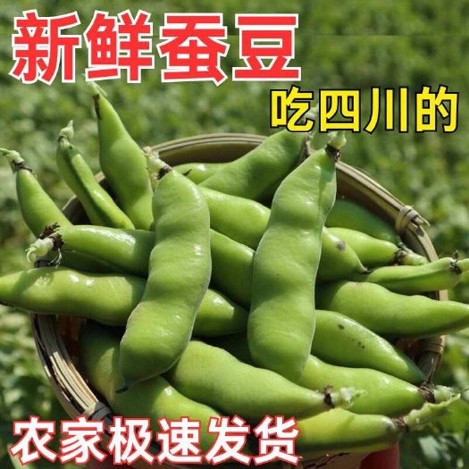 四川成都新鲜蚕豆 当日采摘现发货 产地直供蚕豆批发