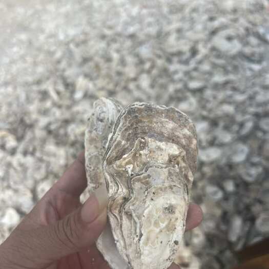 湛江贝壳粉