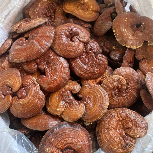 昆明红灵芝 大量现货供应中