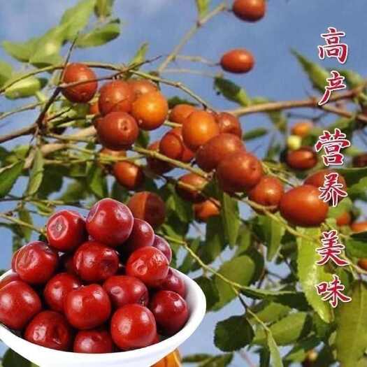 绛县嫁接酸枣苗，嫁接酸枣苗基地批发，晋酸3号嫁接酸枣苗