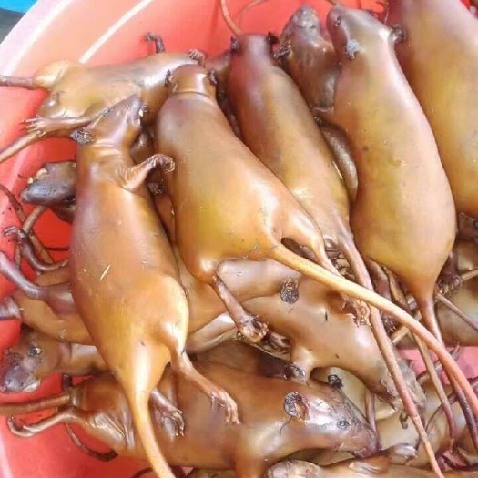 南宁山鼠田鼠白条